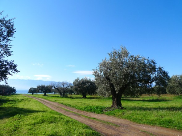 olive trees