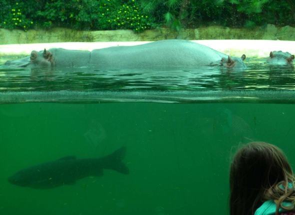 in-the-water-and-out