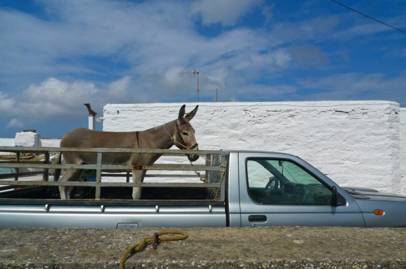 donkey on the move