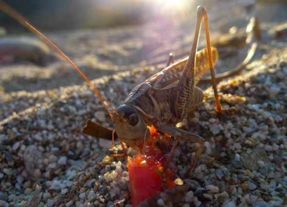 eating the organic tomato