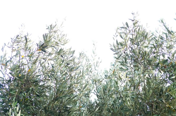 olive leaves