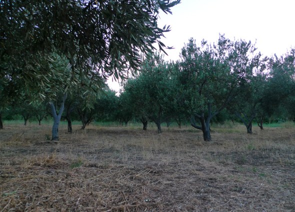 olive trees