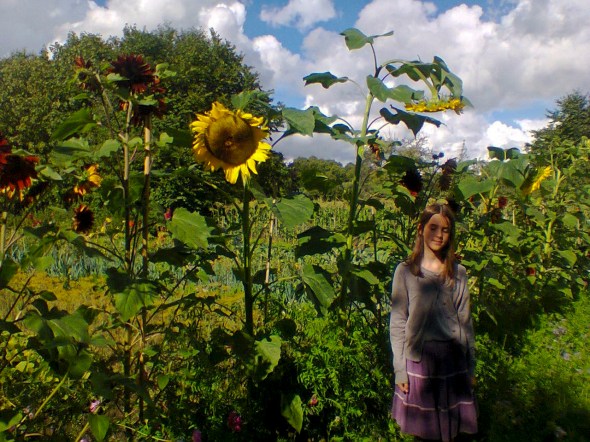 sunflowers