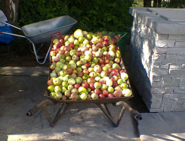 more apples