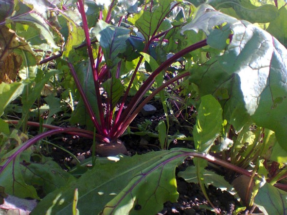 beetroot
