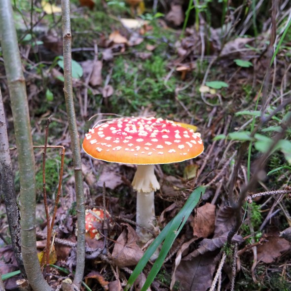 where are the smurfies