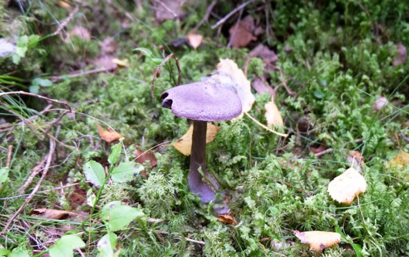 someone tasted that one