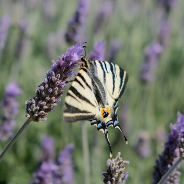 0856F25F-D610-4787-B292-712933CA59A4