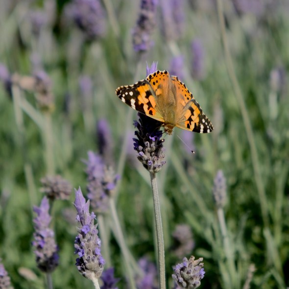 36B54111-BF5F-42AB-B780-401BE10AA573